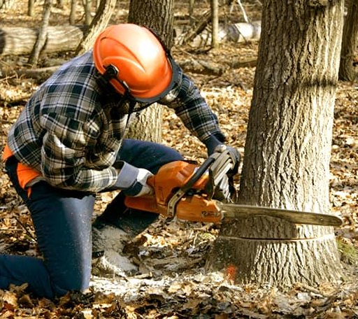 Tree Removal in Lizella, GA
